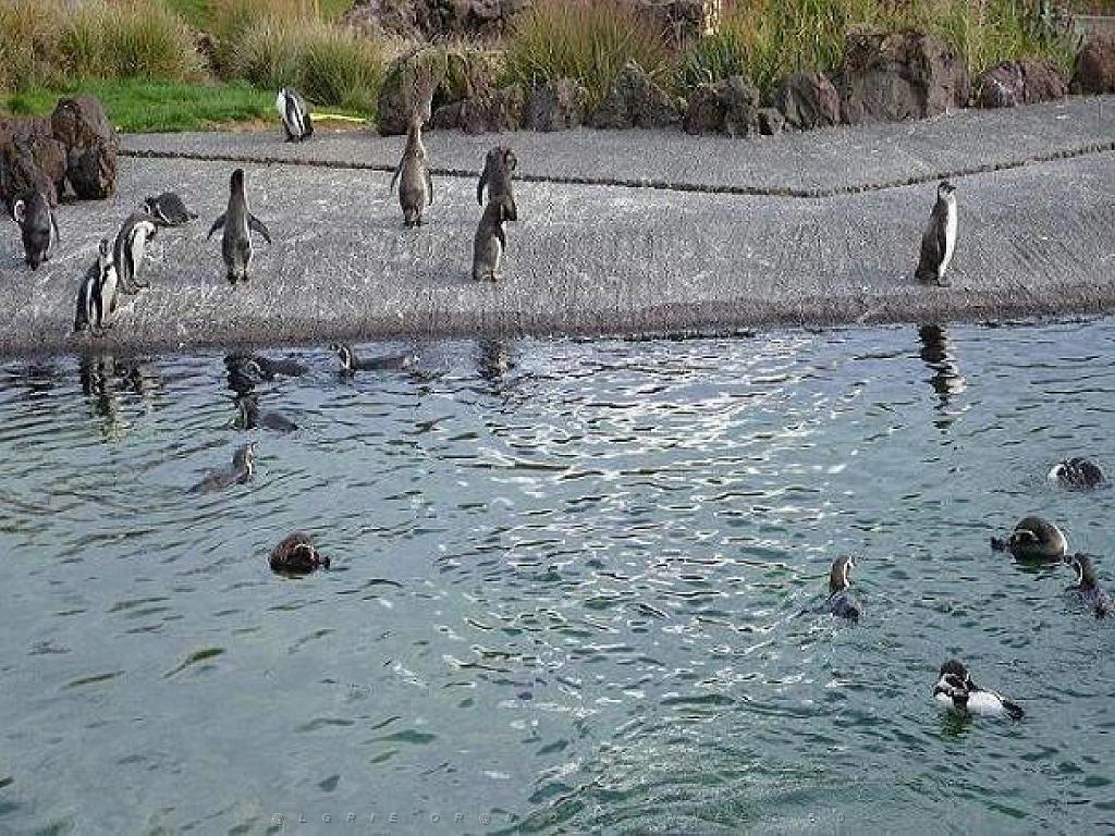 101PARC AUX OISEAUX DANS L AIN 2016 1_000052.jpg